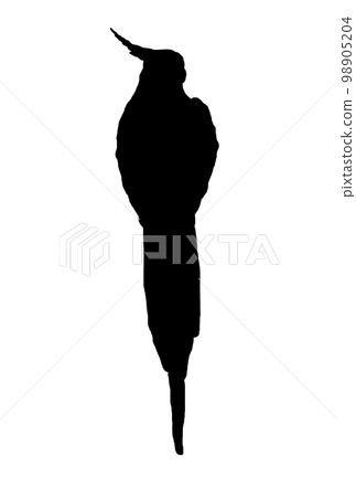玄鳳鸚鵡後視圖 玄鳳鸚鵡後視圖 98905204