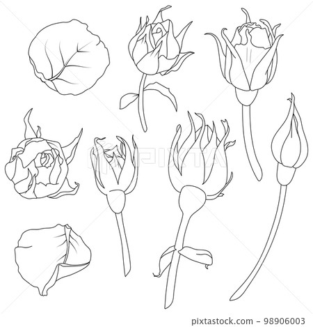 Set of vector illustrations of rose buds with stem and petals in line art style. Hand drawn flower. For the design of stickers, wedding invitations, stationery, greeting cards, clothing prints Set of vector illustrations of rose buds with stem and petals in line art style. Hand drawn flower. For the design of stickers, wedding invitations, stationery, greeting cards, clothing prints 98906003