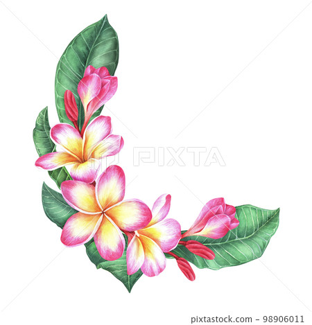 Semicircular composition of plumeria flowers and leaves. Frangipani. Watercolor botanical illustration. Isolated on a white background. For the design of packaging for cosmetics, travel brochures 98906011