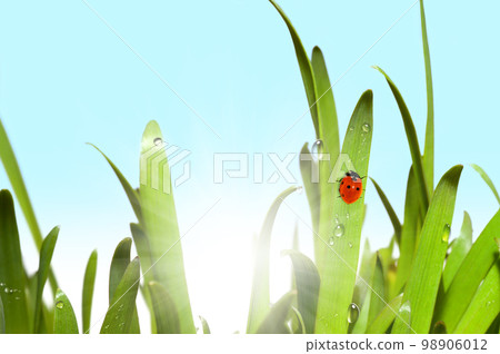 Green grass and ladybug Green grass and ladybug 98906012