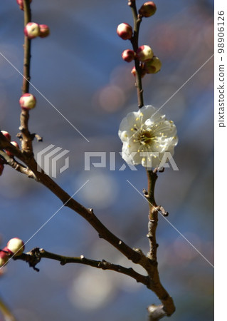 東京都港區芝公園銀色世界的梅花 東京都港區芝公園銀色世界的梅花 98906126