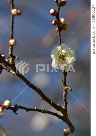 東京都港區芝公園銀色世界的梅花 東京都港區芝公園銀色世界的梅花 98906127