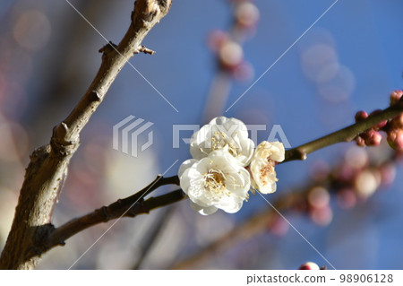 東京都港區芝公園銀色世界的梅花 東京都港區芝公園銀色世界的梅花 98906128