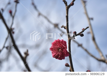 東京都港區芝公園銀色世界的梅花 東京都港區芝公園銀色世界的梅花 98906129