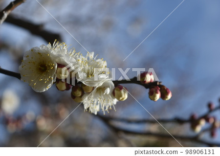 東京都港區芝公園銀色世界的梅花 東京都港區芝公園銀色世界的梅花 98906131