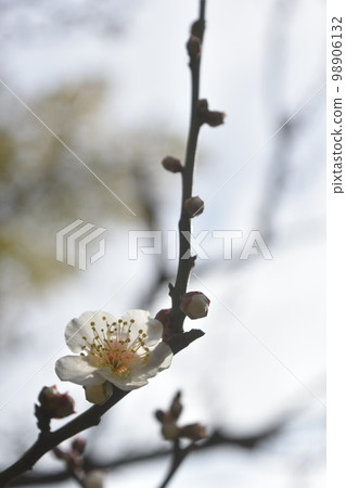 東京都港區芝公園銀色世界的梅花 東京都港區芝公園銀色世界的梅花 98906132