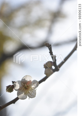 東京都港區芝公園銀色世界的梅花 98906133