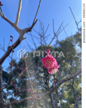 東京都港區芝公園銀色世界的梅花 東京都港區芝公園銀色世界的梅花 98906134