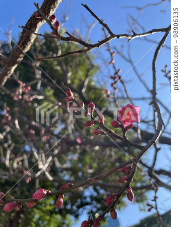 東京都港區芝公園銀色世界的梅花 東京都港區芝公園銀色世界的梅花 98906135