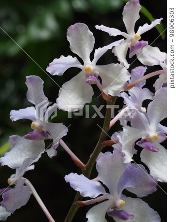 Vanda coerulea (Cerulea) 它是 Vanda coerulea Hisuiran Vanda coerulea (Cerulea) 它是 Vanda coerulea Hisuiran 98906303