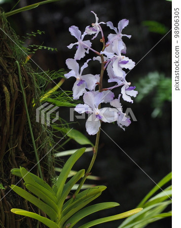 Vanda coerulea (Cerulea) 它是 Vanda coerulea Hisuiran 98906305