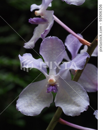 Vanda coerulea (Cerulea) 它是 Vanda coerulea Hisuiran Vanda coerulea (Cerulea) 它是 Vanda coerulea Hisuiran 98906306