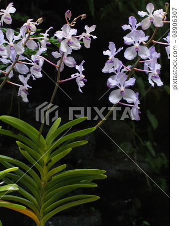 Vanda coerulea (Cerulea) 它是 Vanda coerulea Hisuiran 98906307