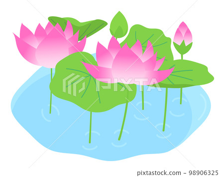 池塘里盛開的荷花 98906325