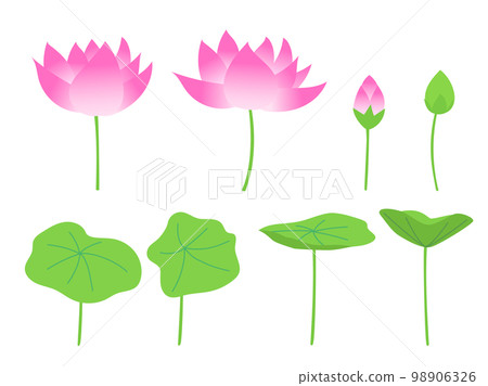 套蓮花、芽和葉子 98906326