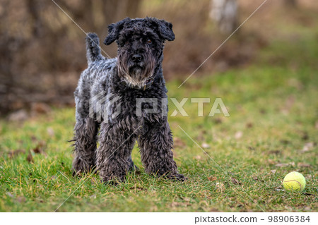 a dog with a tennis ball plays in the meadow, little black schnauzer 98906384