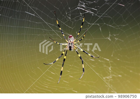 Yuzu no Sato An impressive nature photo of the eyes and spider webs of the Argiope argiope, which is abundant in the satoyama of Moroyama Town. 98906750