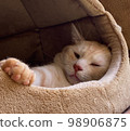 可愛的棕色白色貓睡覺 98906875