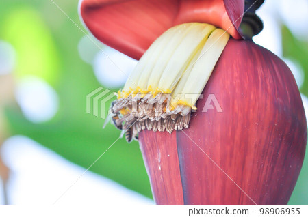 banana seed or banana plant, banana tree or Banana blossom 98906955
