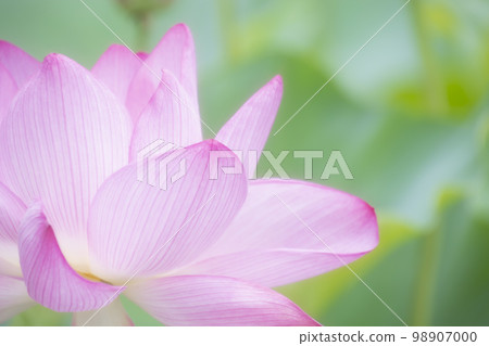 Elegantly blooming lotus flowers Elegantly blooming lotus flowers 98907000