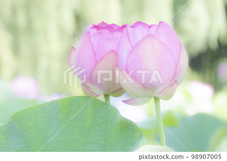 Elegantly blooming lotus flowers 98907005