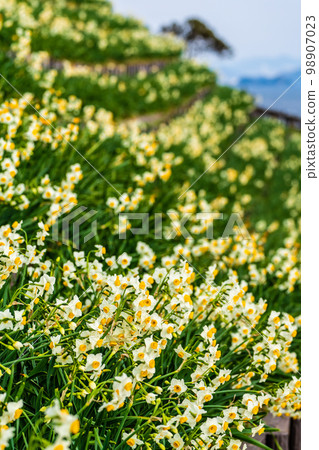 野崎水仙節[長崎縣長崎市野崎市] 98907023