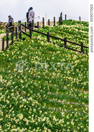 Nomozaki Narcissus Festival [Nomozaki Town, Nagasaki City, Nagasaki Prefecture] 98907060