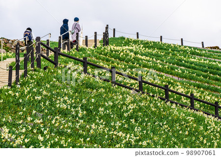 野崎水仙節[長崎縣長崎市野崎市] 98907061
