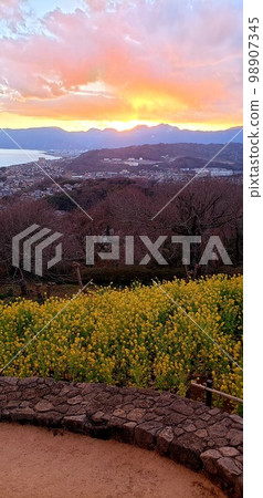 神奈川縣二宮市吾妻山公園早開的油菜花和天使之梯[1月] 98907345