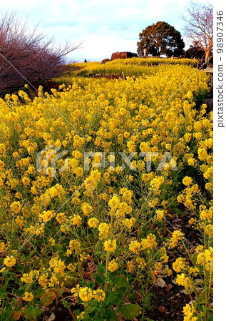 神奈川縣二宮町東山山頂早開的油菜花【1月】 98907346