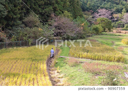 A farmer harvesting ancient rice with black ears of rice growing on terraced rice fields in Moroyama-cho, Yuzu-no-sato, and a rice rack 98907359