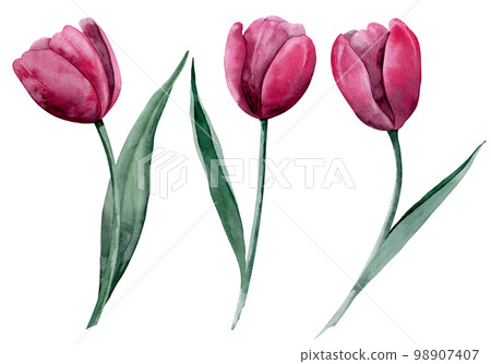 Watercolor set with Tulip Flowers. Hand drawn floral illustration on isolated background with blooming plants for greeting cards or invitations. Drawing in Trendy viva magenta, pink and red colors. Watercolor set with Tulip Flowers. Hand drawn floral illustration on isolated background with blooming plants for greeting cards or invitations. Drawing in Trendy viva magenta, pink and red colors. 98907407