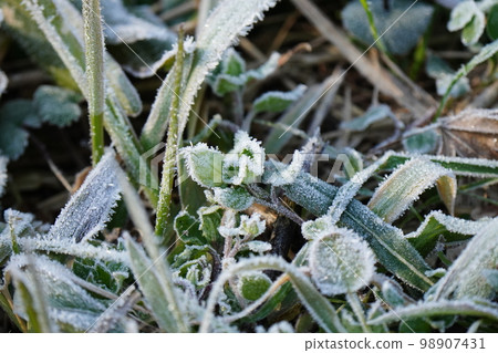 Frost falls on the wild grass due to the freezing cold Frost falls on the wild grass due to the freezing cold 98907431