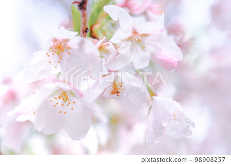 Cherry blossoms wet with dew after the rain 98908257