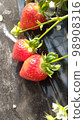 Strawberry picking 98908316