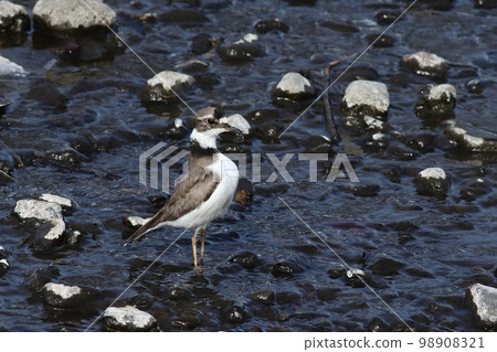 Ikaruchidori 看起來像是在伸展自己 98908321