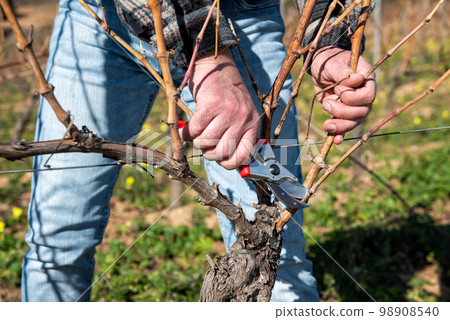 Farmer pruning the vine in winter. Agriculture. Farmer pruning the vine in winter. Agriculture. 98908540