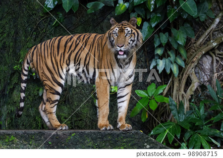 Close up Indochinese tiger is beautiful animal and dangerous in forest 98908715