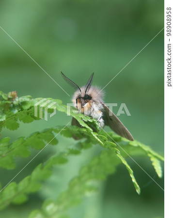 Facial close-up image of hairy head and face of Diaphora mendica moth Muslin moth sitting on a green fern 98908958
