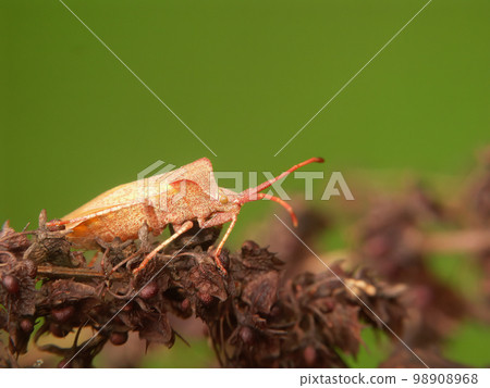 Closeup on a fresh pale colored metamorphosed adult Dock bug, Coreus marginatus Closeup on a fresh pale colored metamorphosed adult Dock bug, Coreus marginatus 98908968