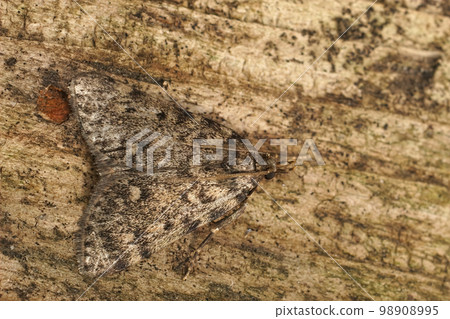 Detailed closeup on a large tabby or grease geometer moth, Aglossa pinguinalis sitting wood 98908995