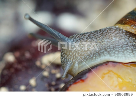 Facial closeup on the garden snail, Cornu asperum , eating from rotten prunes Facial closeup on the garden snail, Cornu asperum , eating from rotten prunes 98908999