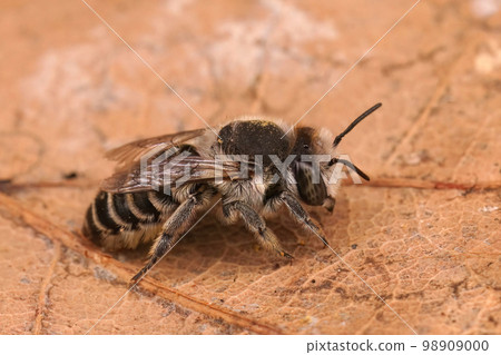 Closeup on a female Silvery leafcutter bee, Megachile leachella sitting on a dried leaf Closeup on a female Silvery leafcutter bee, Megachile leachella sitting on a dried leaf 98909000