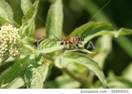 Closeup on a male purple loosestrife bee, Melitta nigricans sitting on a green leaf 98909001