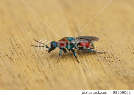 Closeup on a colorful blue and red parasitic Jewel wasp, Hedychrum nobile sitting on wood Closeup on a colorful blue and red parasitic Jewel wasp, Hedychrum nobile sitting on wood 98909002