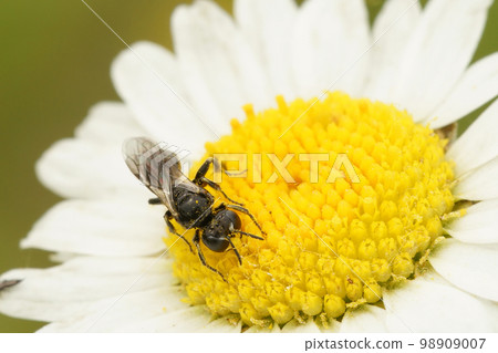 Closeup on a small dark digger Aphid killing wasp, Lindenius albilabris , on a white and yellow daisy flower 98909007