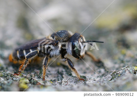 Closeup of a female Mediterranean wood-boring bee, Lithurgus chrysurus sitting on wood 98909012