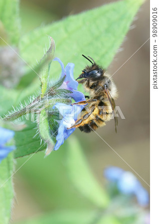 Vertical shot of female red mason bee enjoying the nectar of the blue flowers Pentaglottis sempervirens 98909016