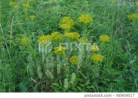 Closeup on the European cypress spurge or Bonaparte's crown, Euphorbia cyparissias, in the field 98909017