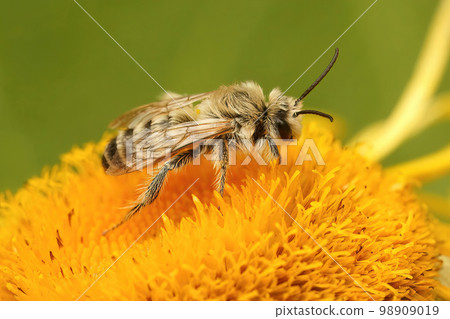 Closeup on a male of the pantaloon bee or hairy-legged mining bee on a yellow Inula flower 98909019